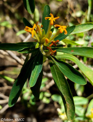 Gnidia madagascariensis