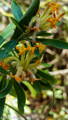 Gnidia madagascariensis