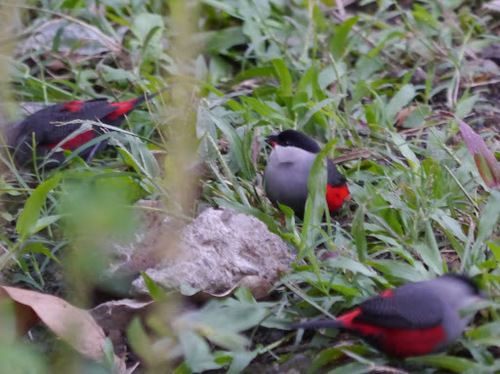 Black-headed Waxbill (Estrilda atricapilla), photo 8