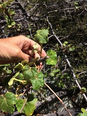 Fremontodendron mexicanum