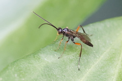 Lissonota cruentator