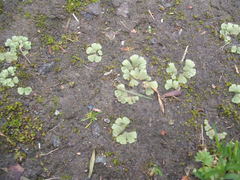 Riccia crystallina