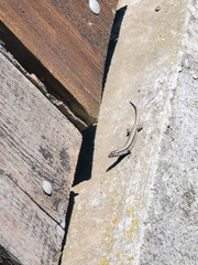 Podarcis muralis