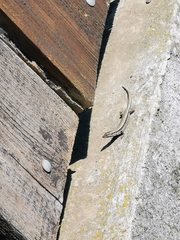 Podarcis muralis