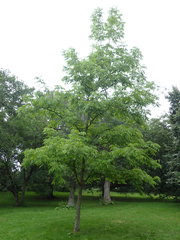Fraxinus mandshurica