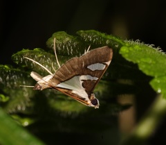 Glyphodes bicolor