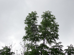 Fraxinus mandshurica