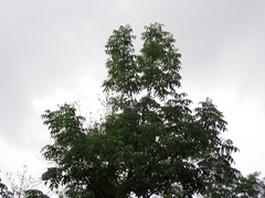 Fraxinus mandshurica