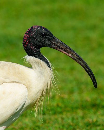 Australian Ibis, photo 9 of 10