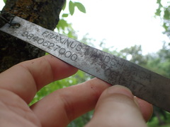 Fraxinus mandshurica