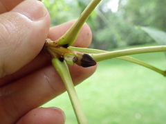 Fraxinus mandshurica