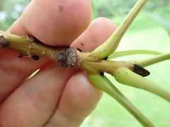 Fraxinus mandshurica
