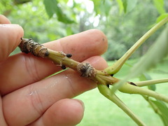 Fraxinus mandshurica