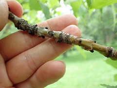 Fraxinus mandshurica