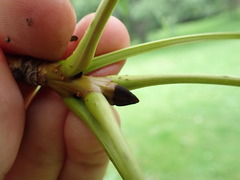 Fraxinus mandshurica