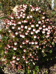 Harrimanella hypnoides