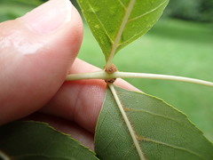 Fraxinus mandshurica