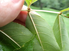 Fraxinus mandshurica