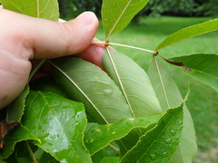 Fraxinus mandshurica