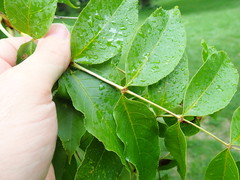 Fraxinus mandshurica