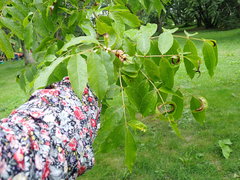 Fraxinus mandshurica