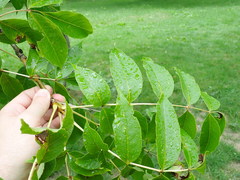 Fraxinus mandshurica