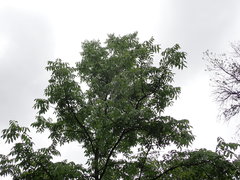 Fraxinus mandshurica