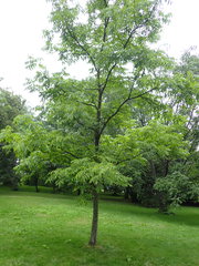 Fraxinus mandshurica