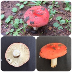 Russula lepida