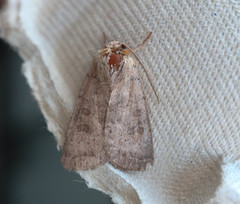 Hoplodrina blanda