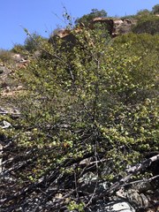 Fremontodendron mexicanum
