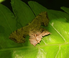 Dysaethria moza