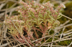 Sedum hispanicum