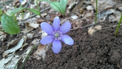 Hepatica nobilis