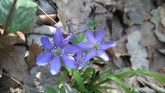 Hepatica nobilis