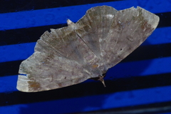 Mecodina albodentata