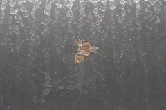 Cirrhochrista kosemponialis