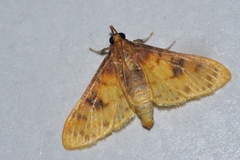 Pachynoa sabelialis
