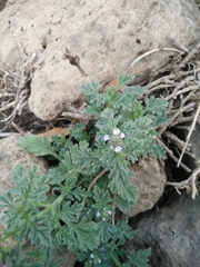 Verbena supina