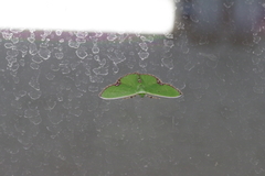 Comibaena procumbaria