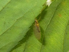 Hemerobius lutescens