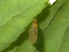 Hemerobius lutescens