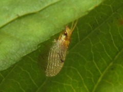 Hemerobius lutescens