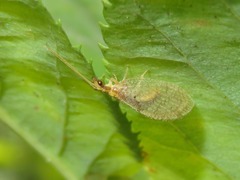 Hemerobius lutescens