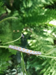 Pyrrhia