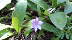 Hepatica nobilis