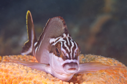Red morwong (Cheilodactylus fuscus) — Cheilodactylidae — 4