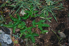 Potentilla leucophylla