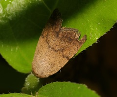 Athetis bremusa