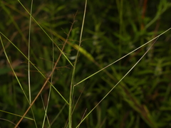 Aristida oligantha